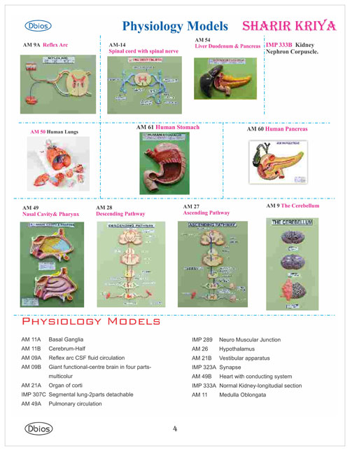 Physiology Model Sharir Kriya