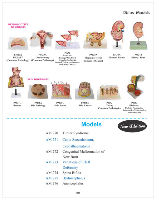 Reproductive Disorders Model